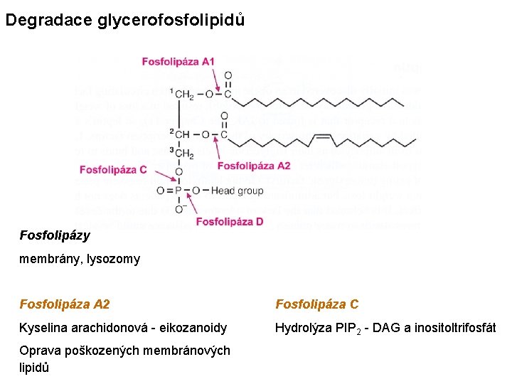 Degradace glycerofosfolipidů Fosfolipázy membrány, lysozomy Fosfolipáza A 2 Fosfolipáza C Kyselina arachidonová - eikozanoidy