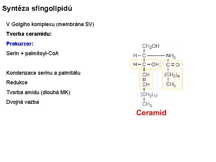 Syntéza sfingolipidů V Golgiho komplexu (membrána SV) Tvorba ceramidu: Prekurzor: Serin + palmitoyl-Co. A
