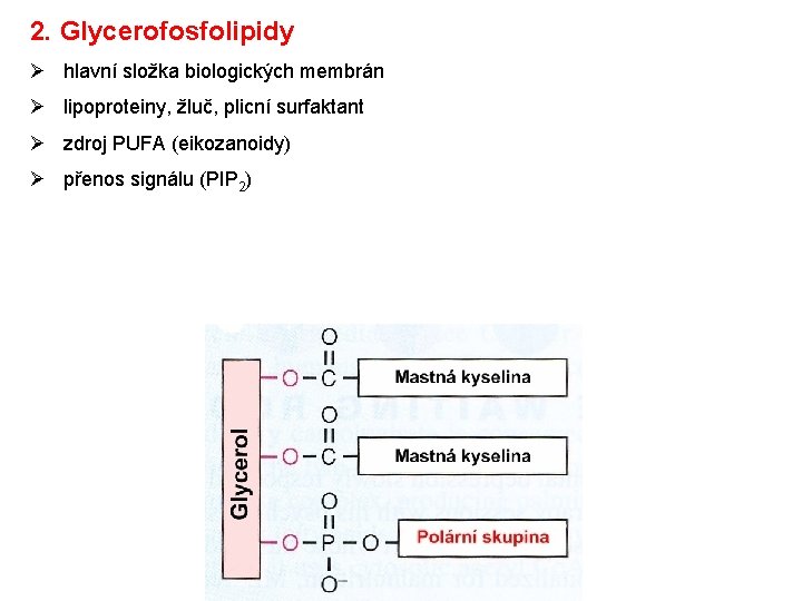 2. Glycerofosfolipidy Ø hlavní složka biologických membrán Ø lipoproteiny, žluč, plicní surfaktant Ø zdroj