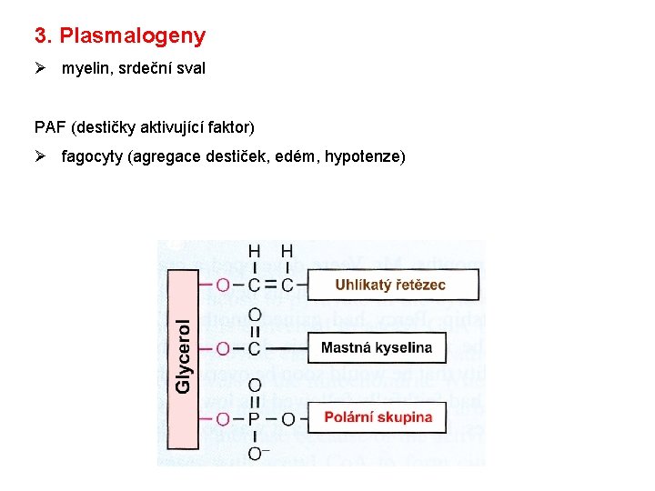 3. Plasmalogeny Ø myelin, srdeční sval PAF (destičky aktivující faktor) Ø fagocyty (agregace destiček,