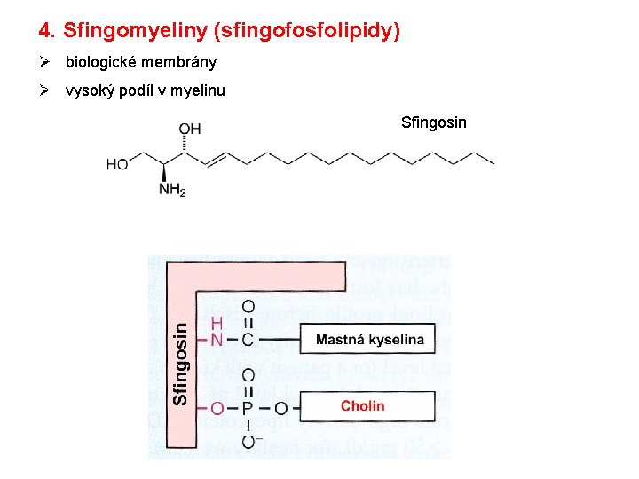 4. Sfingomyeliny (sfingofosfolipidy) Ø biologické membrány Ø vysoký podíl v myelinu Sfingosin 