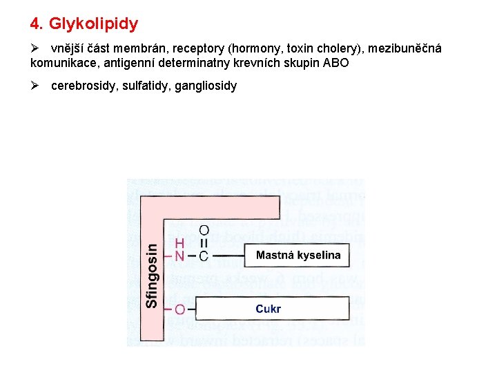 4. Glykolipidy Ø vnější část membrán, receptory (hormony, toxin cholery), mezibuněčná komunikace, antigenní determinatny