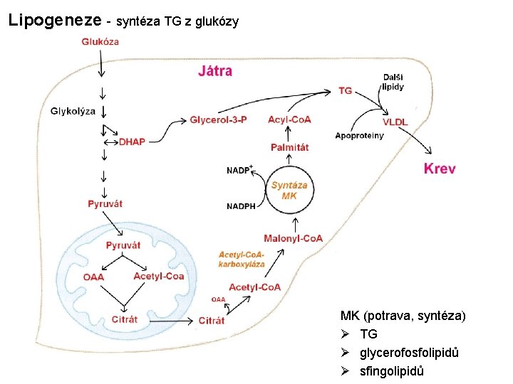 Lipogeneze - syntéza TG z glukózy MK (potrava, syntéza) Ø TG Ø glycerofosfolipidů Ø