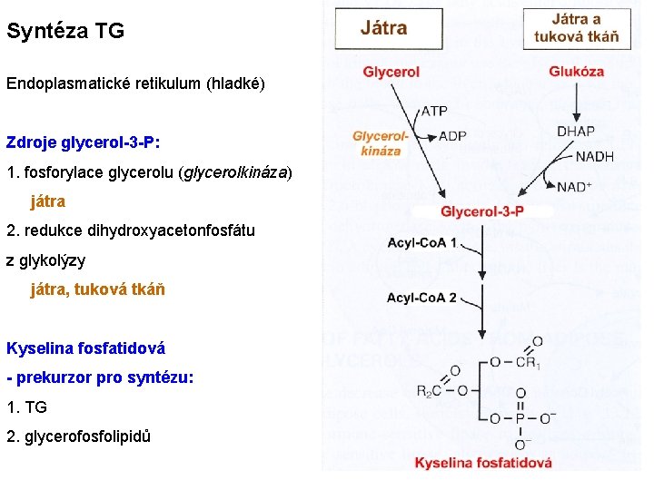 Syntéza TG Endoplasmatické retikulum (hladké) Zdroje glycerol-3 -P: 1. fosforylace glycerolu (glycerolkináza) játra 2.