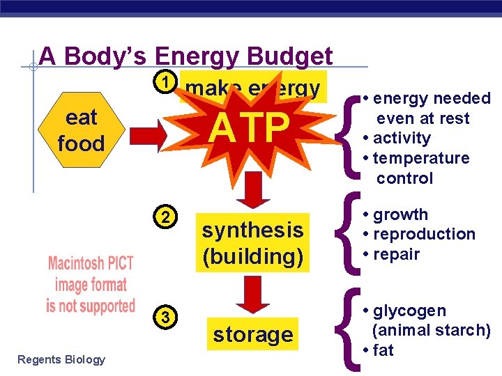 A Body’s Energy Budget 1 ATP eat food 2 3 Regents Biology make energy