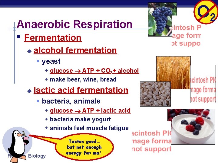 Anaerobic Respiration § Fermentation u alcohol fermentation § yeast w glucose ATP + CO