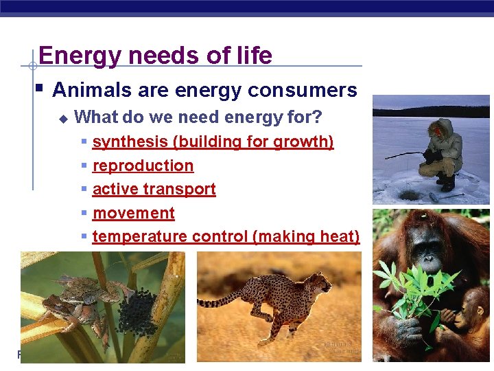 Energy needs of life § Animals are energy consumers u What do we need