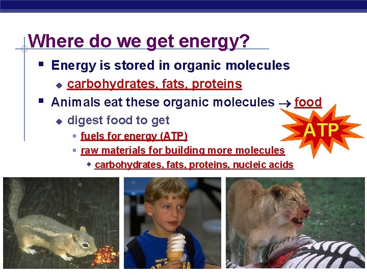 Where do we get energy? § Energy is stored in organic molecules carbohydrates, fats,