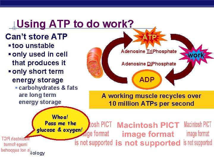 Using ATP to do work? Can’t store ATP § too unstable § only used