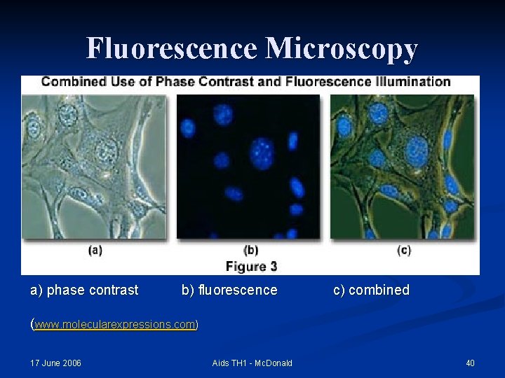 Fluorescence Microscopy a) phase contrast b) fluorescence c) combined (www. molecularexpressions. com) 17 June