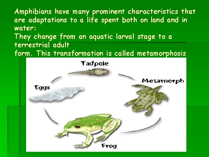 Amphibians have many prominent characteristics that are adaptations to a life spent both on