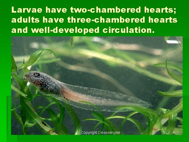 Larvae have two-chambered hearts; adults have three-chambered hearts and well-developed circulation. Copyright Cmassengale 