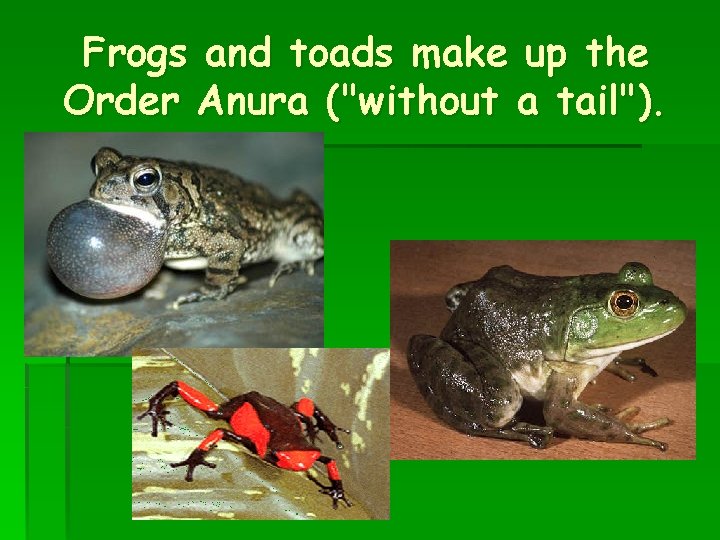 Frogs and toads make up the Order Anura ("without a tail"). 
