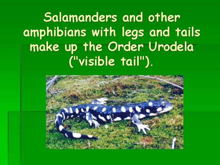Salamanders and other amphibians with legs and tails make up the Order Urodela ("visible