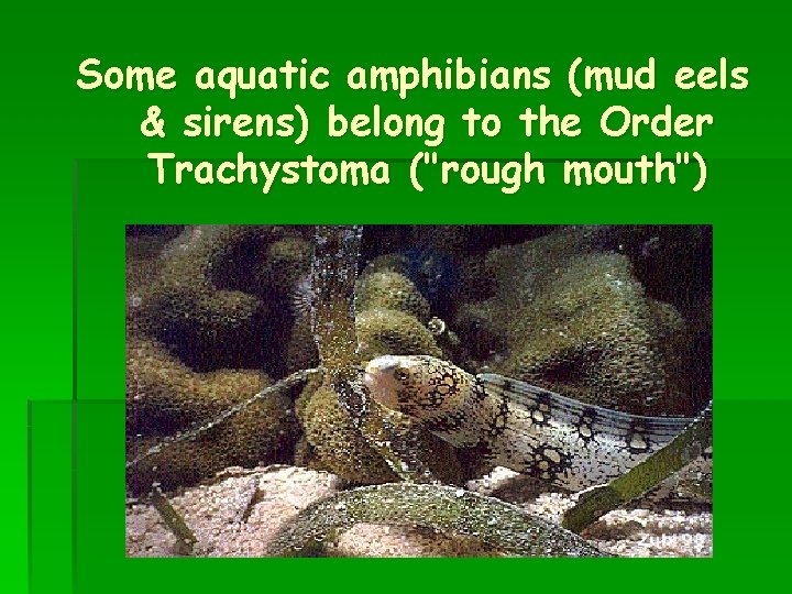 Some aquatic amphibians (mud eels. & sirens) belong to the Order Trachystoma ("rough mouth")