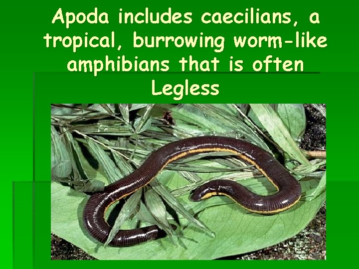 Apoda includes caecilians, a tropical, burrowing worm-like amphibians that is often Legless 