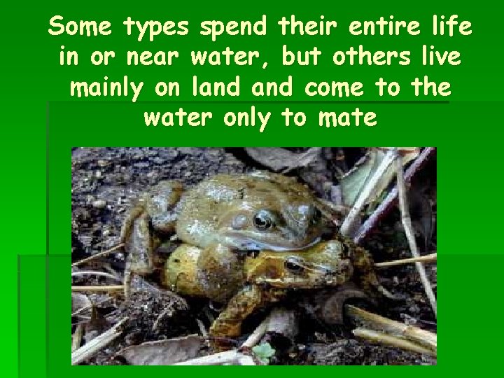 Some types spend their entire life in or near water, but others live mainly