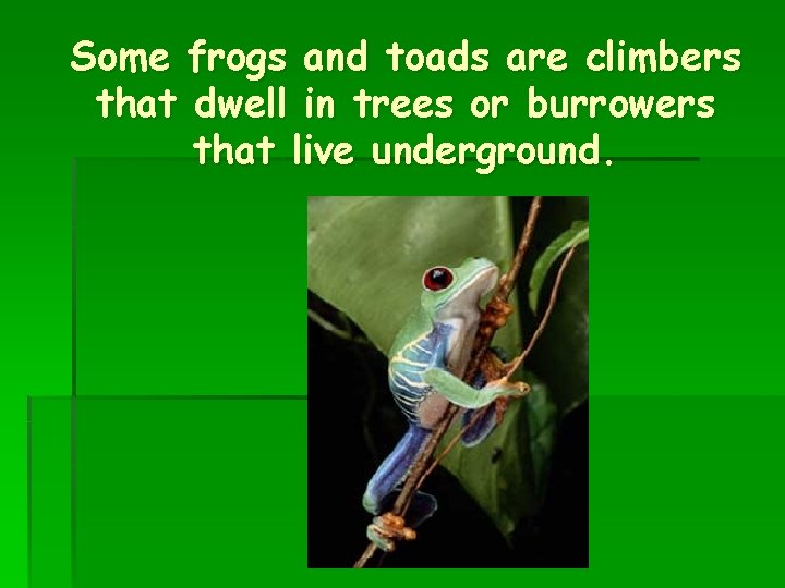 Some frogs and toads are climbers that dwell in trees or burrowers that live