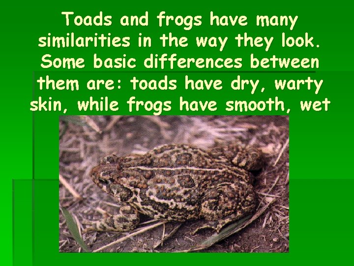 Toads and frogs have many similarities in the way they look. Some basic differences