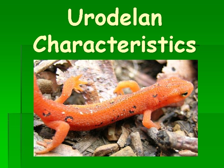Urodelan Characteristics 