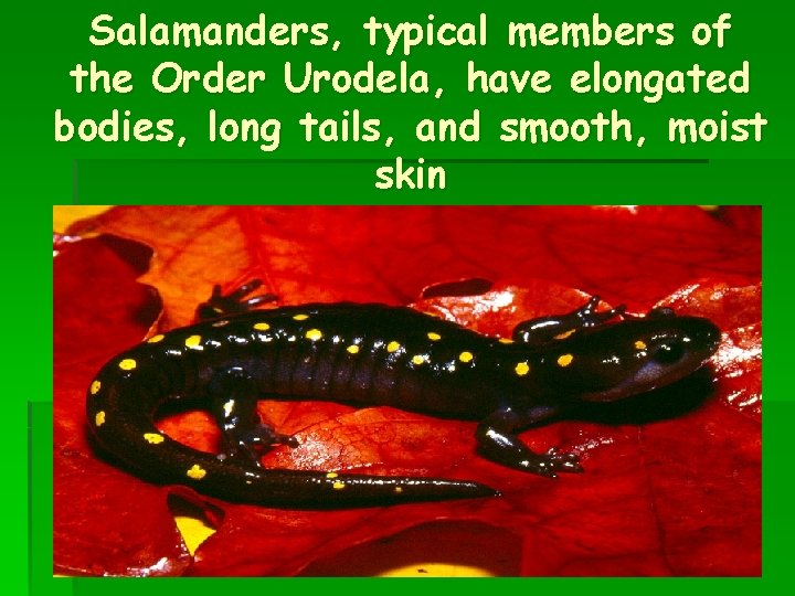 Salamanders, typical members of the Order Urodela, have elongated bodies, long tails, and smooth,