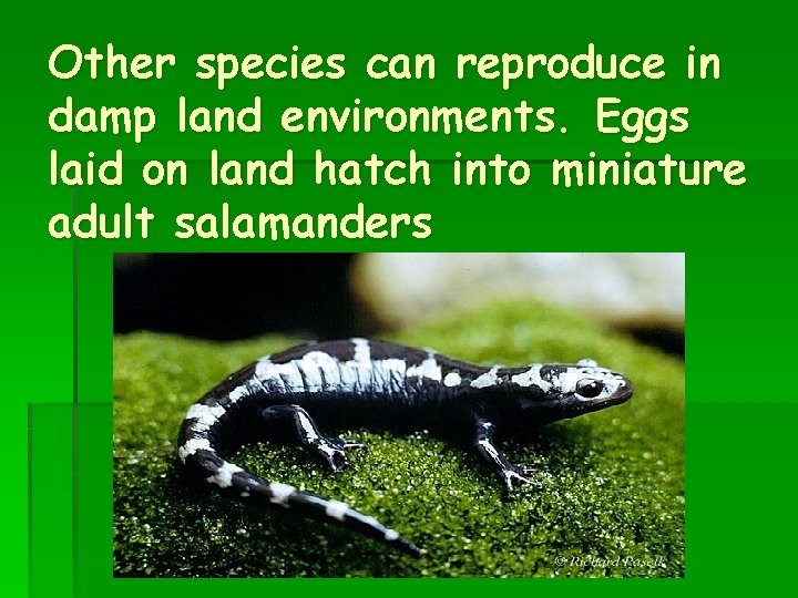 Other species can reproduce in damp land environments. Eggs laid on land hatch into