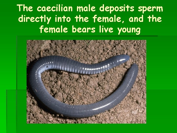 The caecilian male deposits sperm directly into the female, and the female bears live