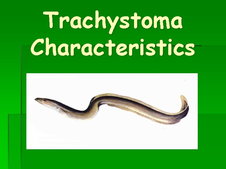 Trachystoma Characteristics 