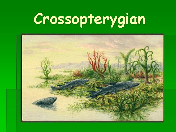 Crossopterygian 