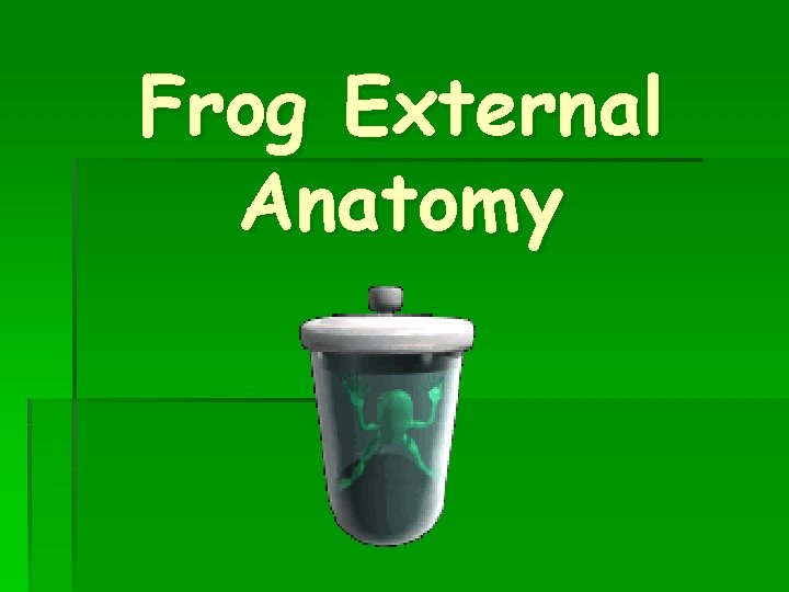 Frog External Anatomy 