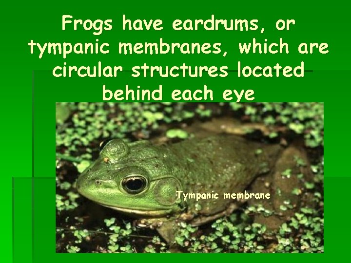 Frogs have eardrums, or tympanic membranes, which are circular structures located behind each eye