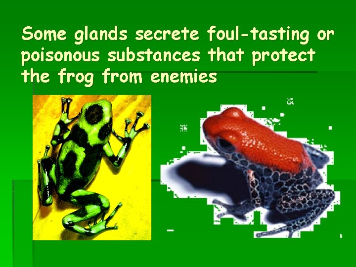 Some glands secrete foul-tasting or poisonous substances that protect the frog from enemies 
