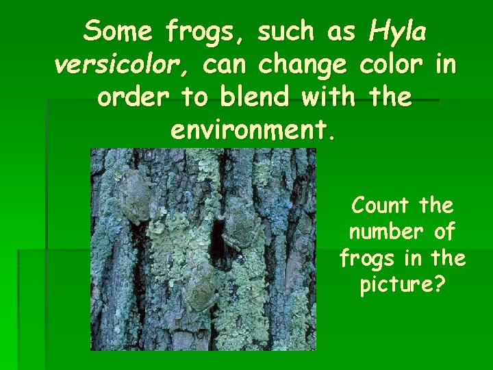 Some frogs, such as Hyla versicolor, can change color in order to blend with