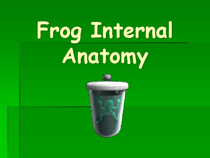 Frog Internal Anatomy 