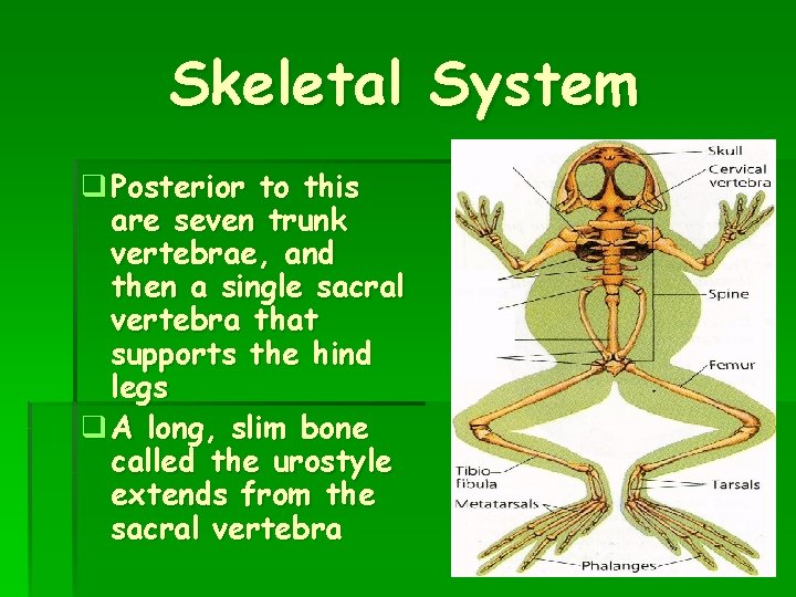 Skeletal System q Posterior to this are seven trunk vertebrae, and then a single