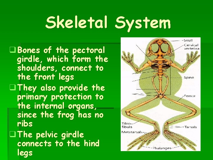 Skeletal System q Bones of the pectoral girdle, which form the shoulders, connect to