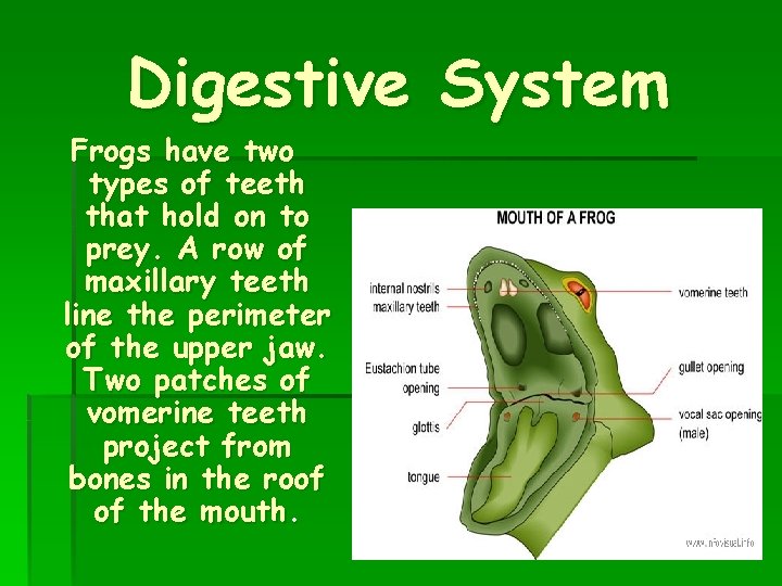 Digestive System Frogs have two types of teeth that hold on to prey. A