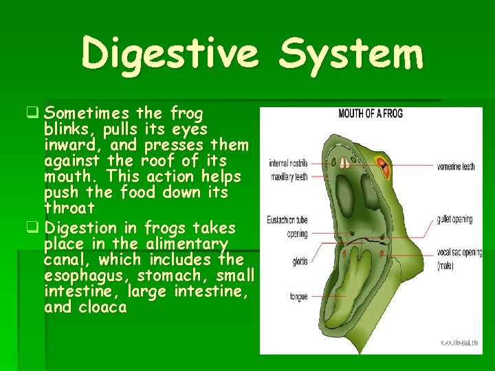 Digestive System q Sometimes the frog blinks, pulls its eyes inward, and presses them