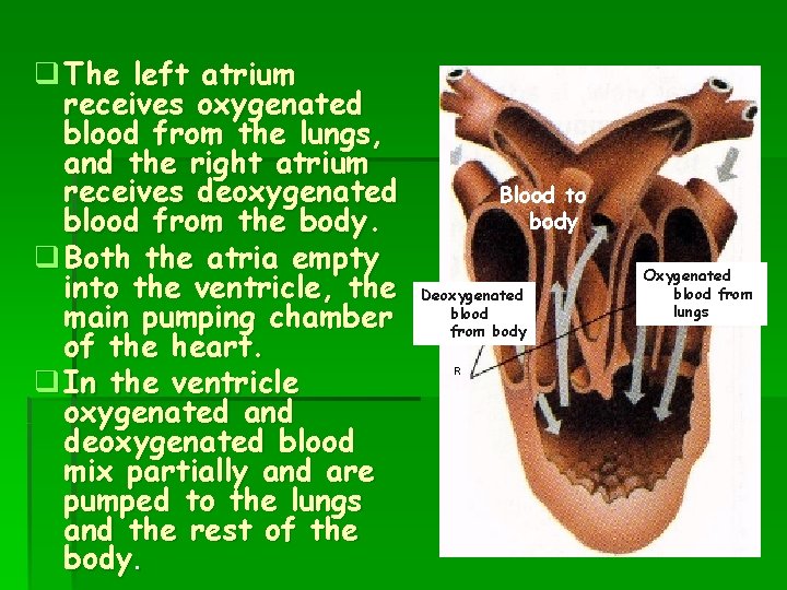 q The left atrium receives oxygenated blood from the lungs, and the right atrium