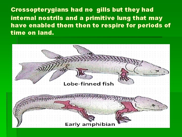 Crossopterygians had no gills but they had internal nostrils and a primitive lung that