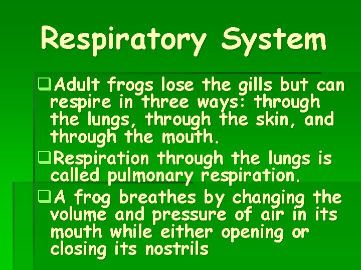 Respiratory System q. Adult frogs lose the gills but can respire in three ways: