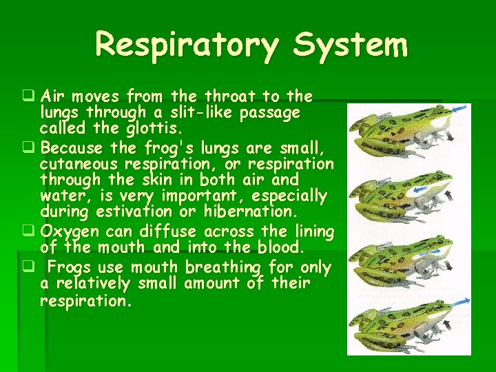 Respiratory System q Air moves from the throat to the lungs through a slit-like