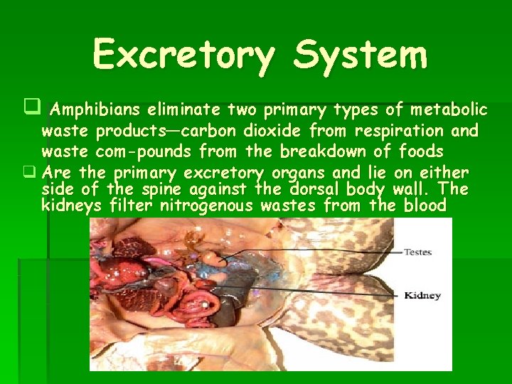 Excretory System q Amphibians eliminate two primary types of metabolic waste products—carbon dioxide from