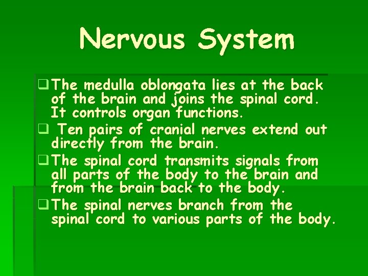 Nervous System q The medulla oblongata lies at the back of the brain and