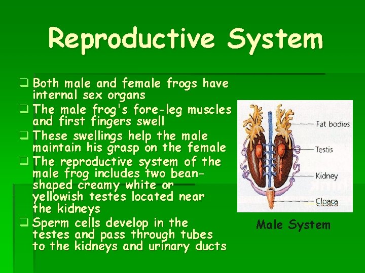 Reproductive System q Both male and female frogs have internal sex organs q The