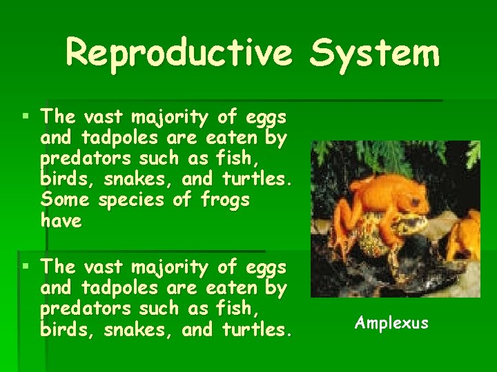 Reproductive System § The vast majority of eggs and tadpoles are eaten by predators