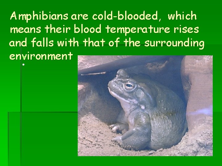 Amphibians are cold-blooded, which means their blood temperature rises and falls with that of