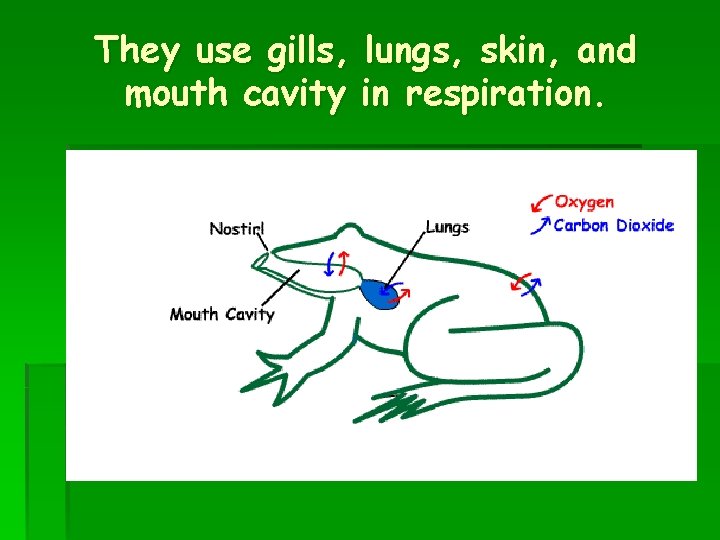 They use gills, lungs, skin, and mouth cavity in respiration. 