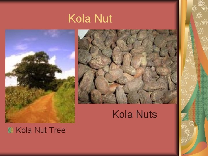 Kola Nuts Kola Nut Tree 