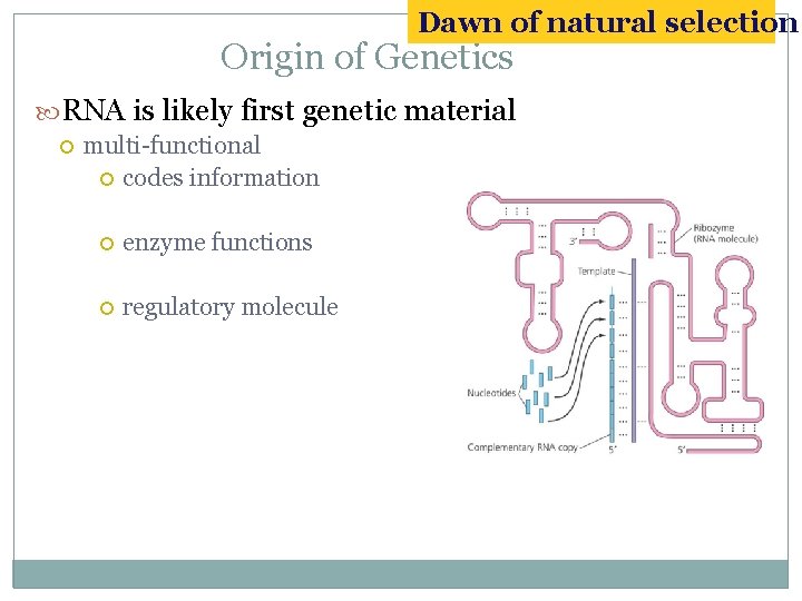 Dawn of natural selection Origin of Genetics RNA is likely first genetic material multi-functional